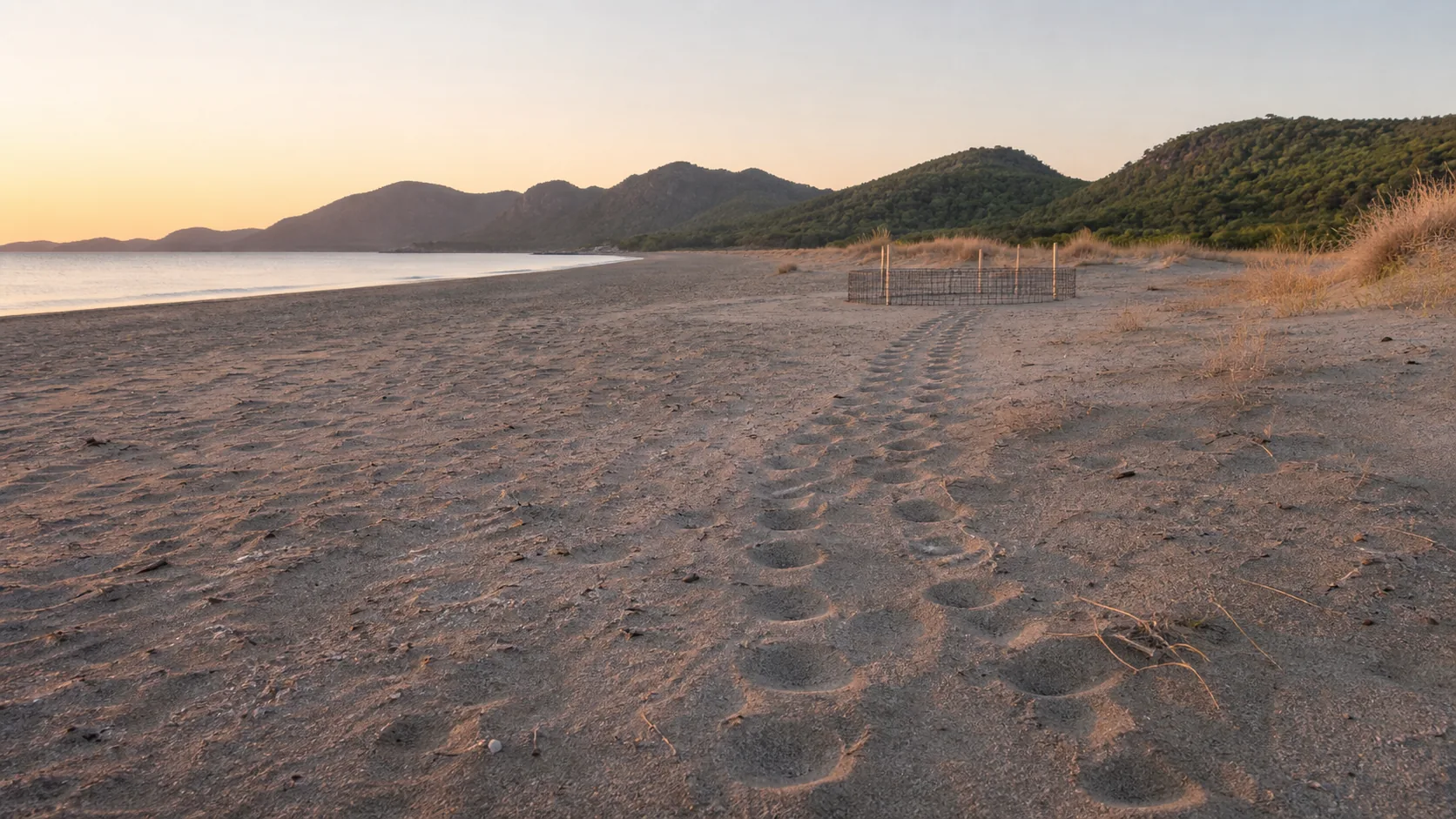 Sea Turtles at Sarigerme Beach: Nesting, Dunes and Visitor Etiquette