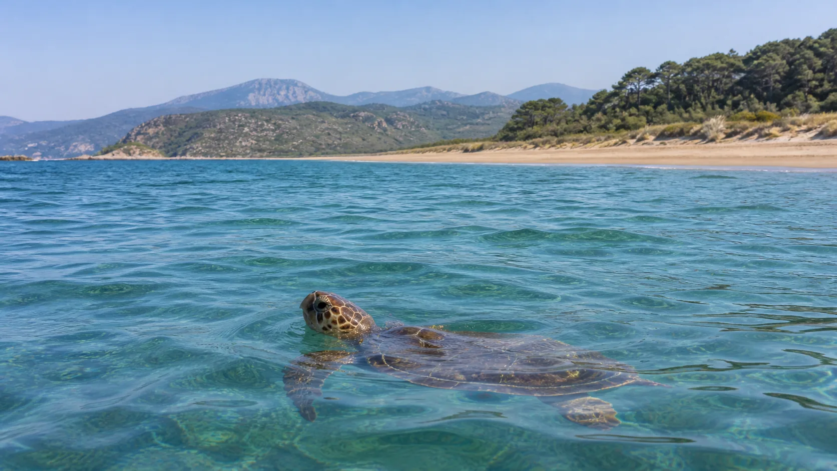 Sea Turtles of Sarigerme and Dalyan: Species, Seasons and Responsible Encounters