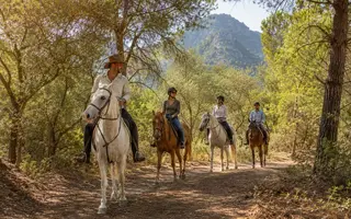 Horse Safari — tour photo 1