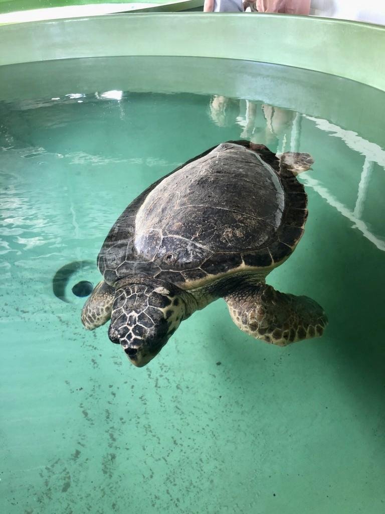 Iztuzu Beach & Turtle Hospital Tour from Sarigerme