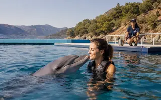 Swimming with Dolphins — tour photo 1
